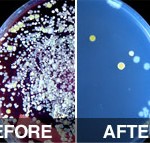 Carpet bacteria found before and after vacuuming with the Oreck Halo.