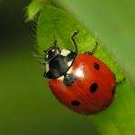 ladybug ladybug