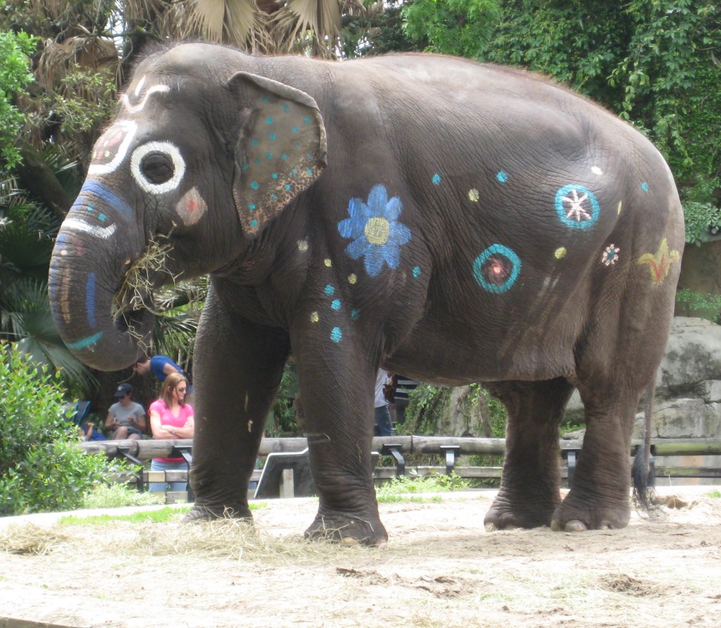 The Elephants celebrate Asian Pacific Month at the Audubon Zoo!